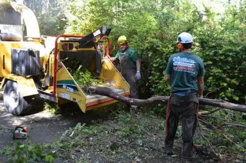 tree services Toccoa